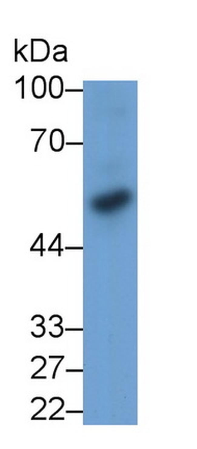 BMP3 Antibody in Western Blot (WB)