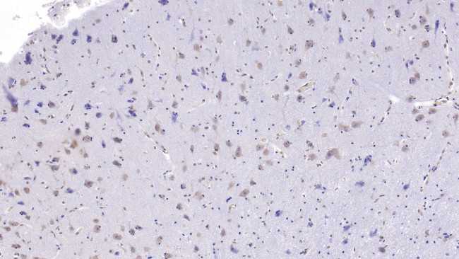 Uteroglobin Antibody in Immunohistochemistry (Paraffin) (IHC (P))