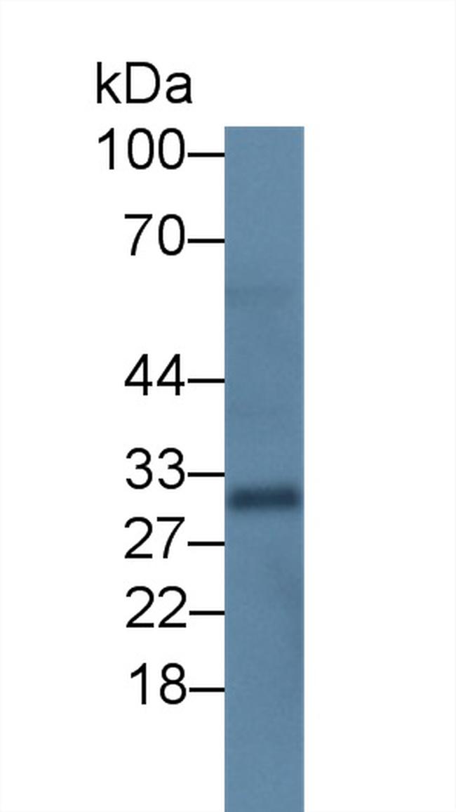 Uteroglobin Antibody in Western Blot (WB)