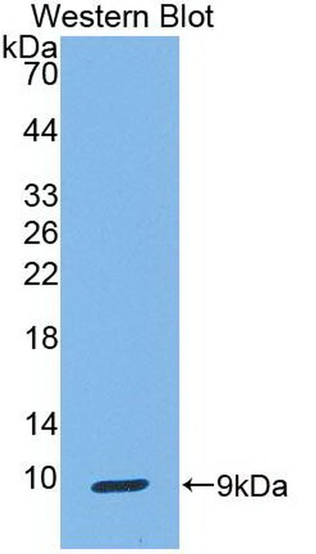 Uteroglobin Antibody in Western Blot (WB)