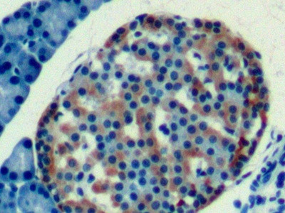 Apolipoprotein J Antibody in Immunohistochemistry (Paraffin) (IHC (P))