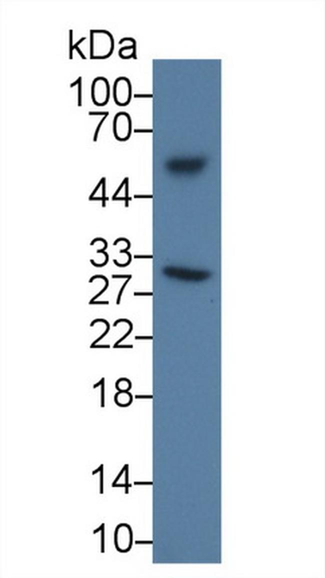 Apolipoprotein J Antibody in Western Blot (WB)