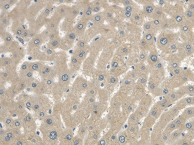 Cystatin C Antibody in Immunohistochemistry (Paraffin) (IHC (P))