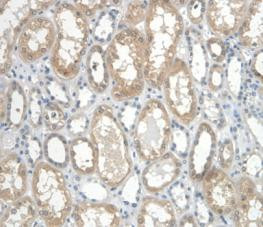 Cystatin C Antibody in Immunohistochemistry (Paraffin) (IHC (P))