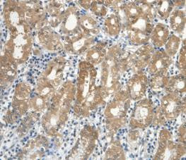 Cystatin C Antibody in Immunohistochemistry (Paraffin) (IHC (P))