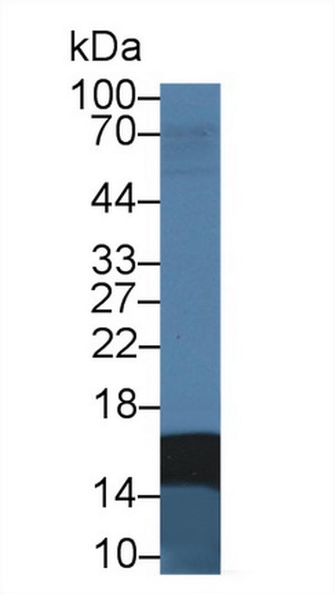 FABP2 Antibody in Western Blot (WB)