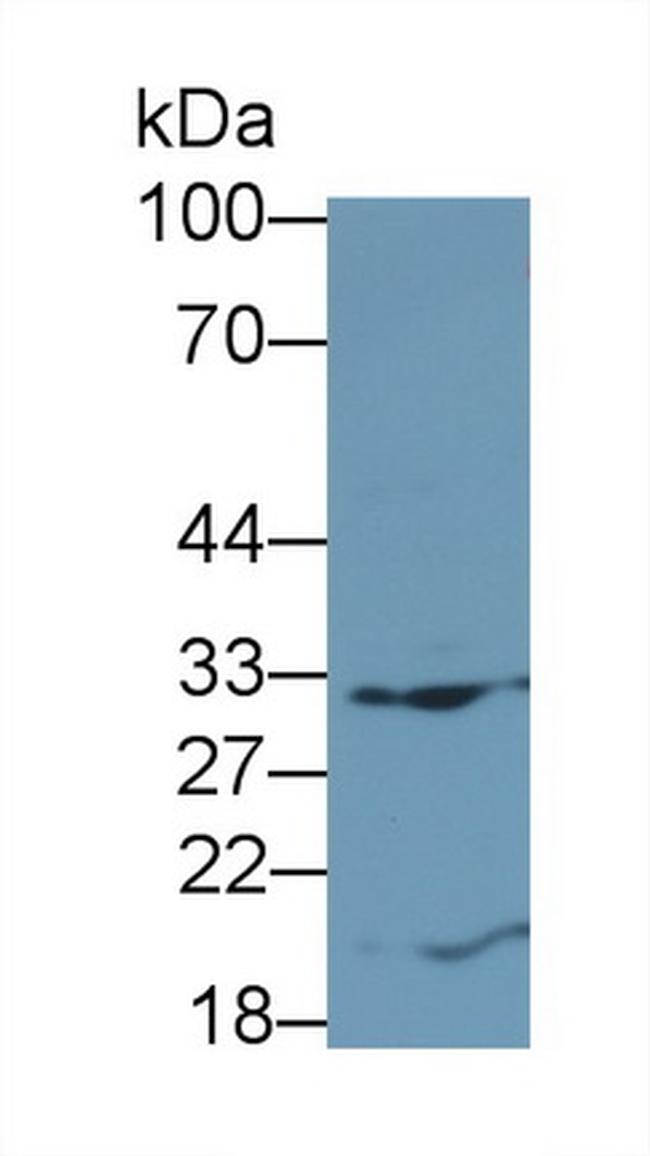 FLT3LG Antibody in Western Blot (WB)