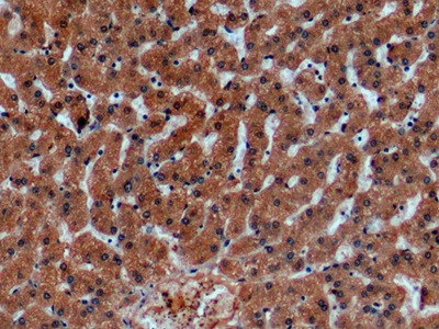 alpha Galactosidase Antibody in Immunohistochemistry (Paraffin) (IHC (P))