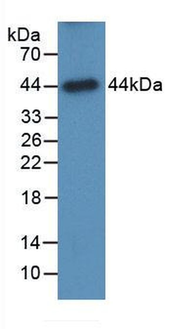 alpha Galactosidase Antibody in Western Blot (WB)