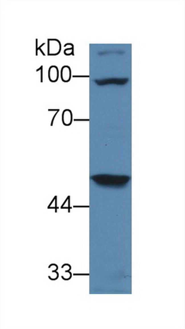 alpha Galactosidase Antibody in Western Blot (WB)