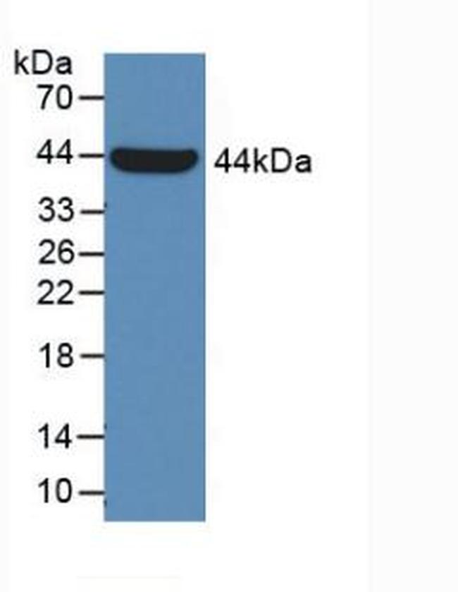 alpha Galactosidase Antibody in Western Blot (WB)