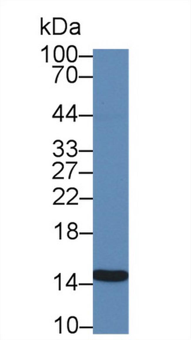 Galectin 2 Antibody in Western Blot (WB)