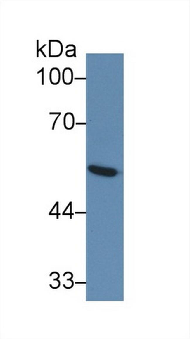 GLUT1 Antibody in Western Blot (WB)