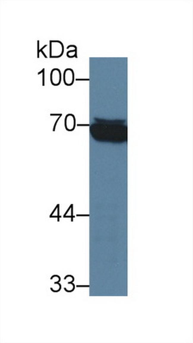 HSPA1L Antibody in Western Blot (WB)