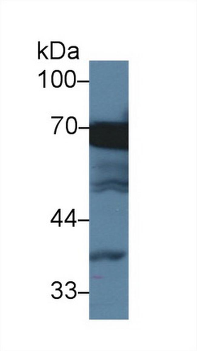 HSPA1L Antibody in Western Blot (WB)