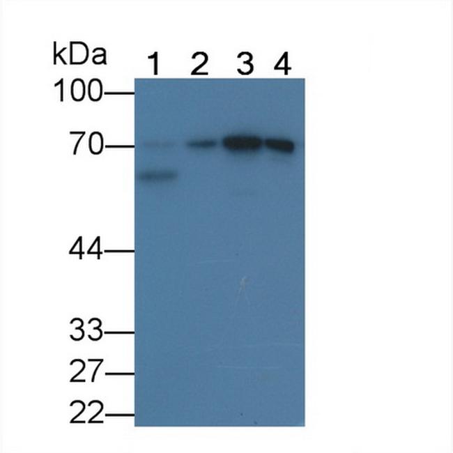 HSPA1B Antibody in Western Blot (WB)