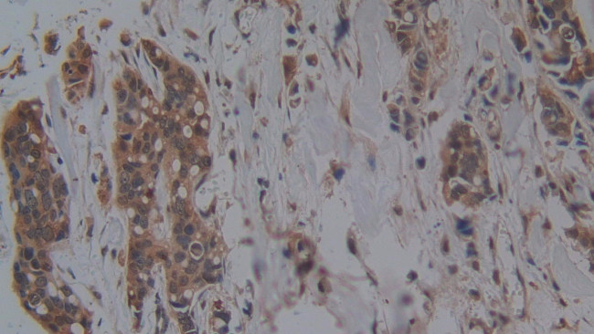 HFE2 Antibody in Immunohistochemistry (Paraffin) (IHC (P))