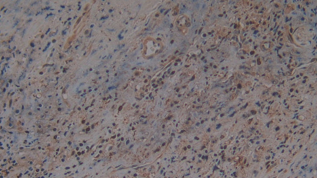 HFE2 Antibody in Immunohistochemistry (Paraffin) (IHC (P))