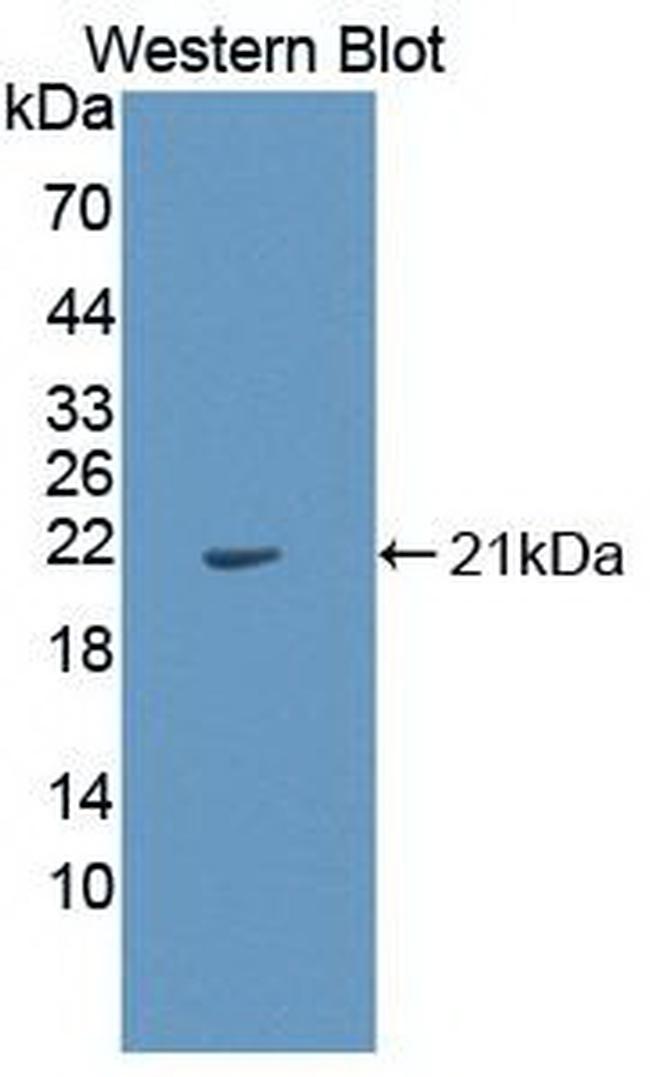 IL-1 alpha Antibody in Western Blot (WB)