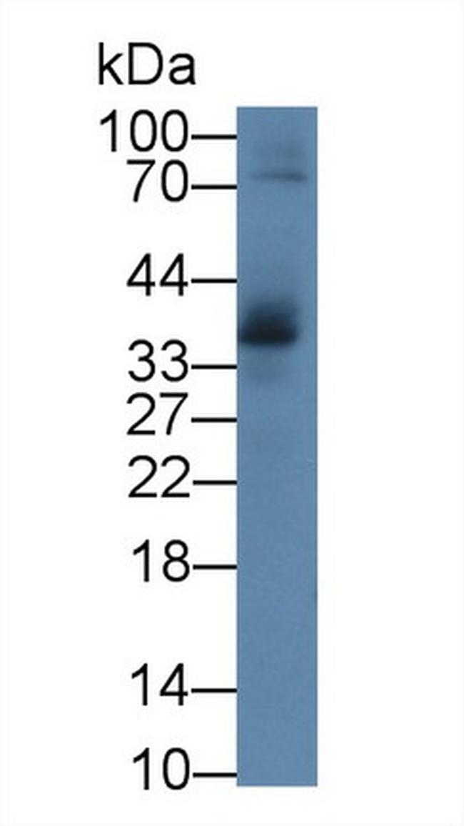 IL-1 alpha Antibody in Western Blot (WB)