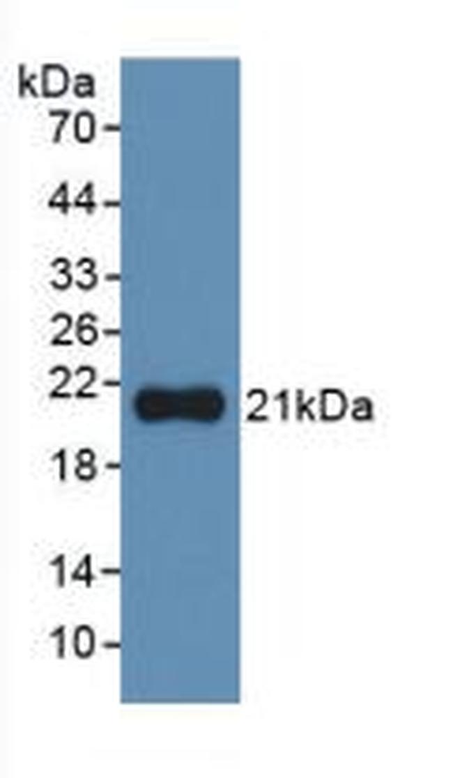 IL-1 alpha Antibody in Western Blot (WB)