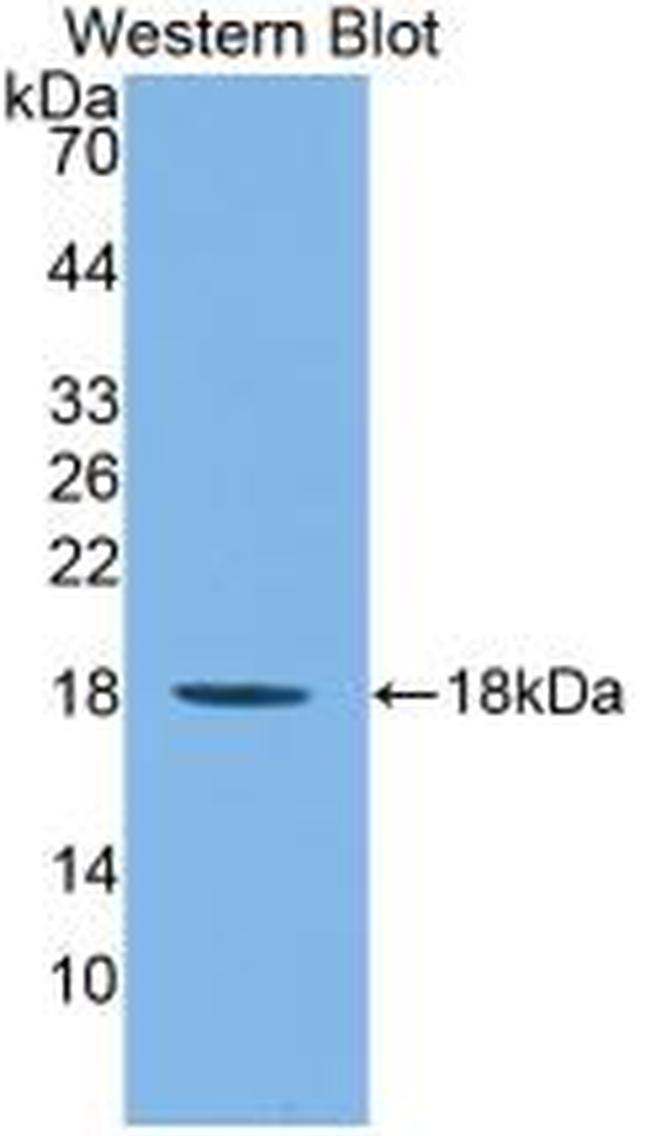 IL1F9 Antibody in Western Blot (WB)