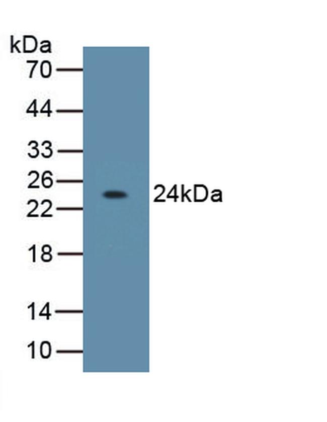 IL-10 Antibody in Western Blot (WB)