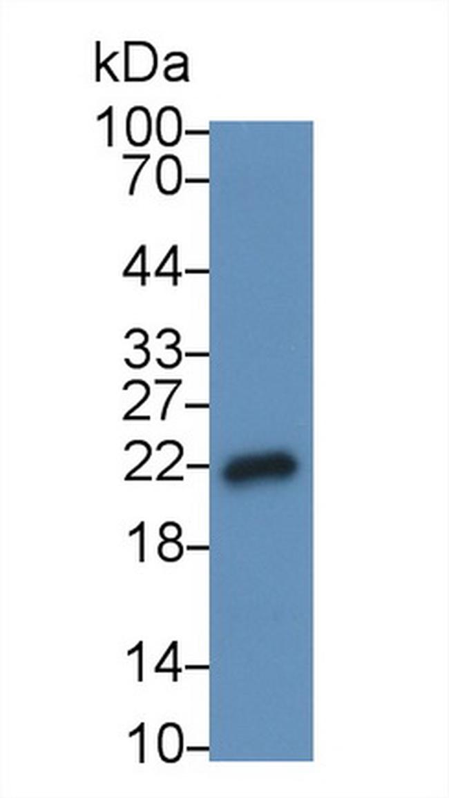 IL-18 Antibody in Western Blot (WB)