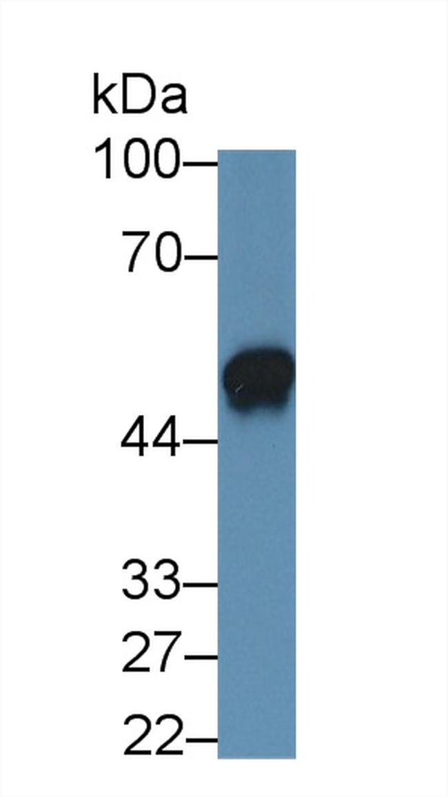 IL-19 Antibody in Western Blot (WB)