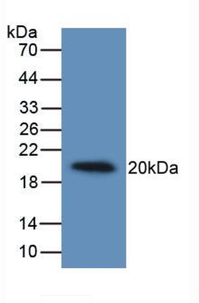 IL-19 Antibody in Western Blot (WB)