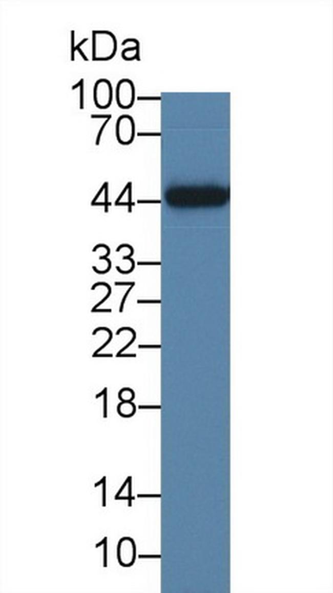 IL-19 Antibody in Western Blot (WB)