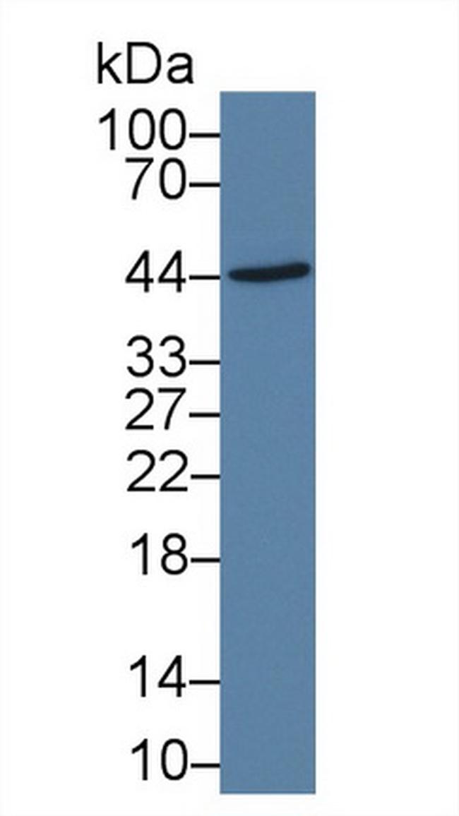 IL-19 Antibody in Western Blot (WB)