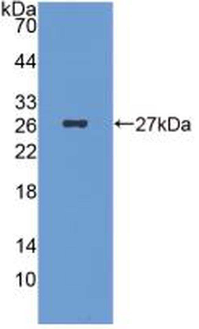 ICA1 Antibody in Western Blot (WB)