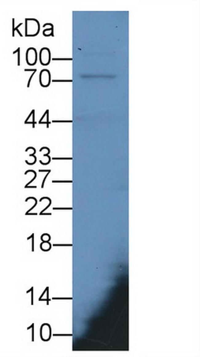 MX1 Antibody in Western Blot (WB)