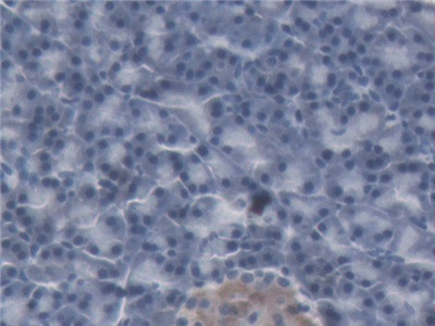 NGAL Antibody in Immunohistochemistry (Paraffin) (IHC (P))