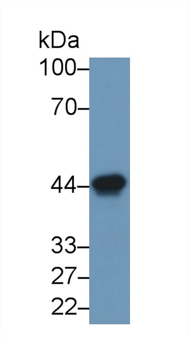 Ovalbumin Antibody in Western Blot (WB)