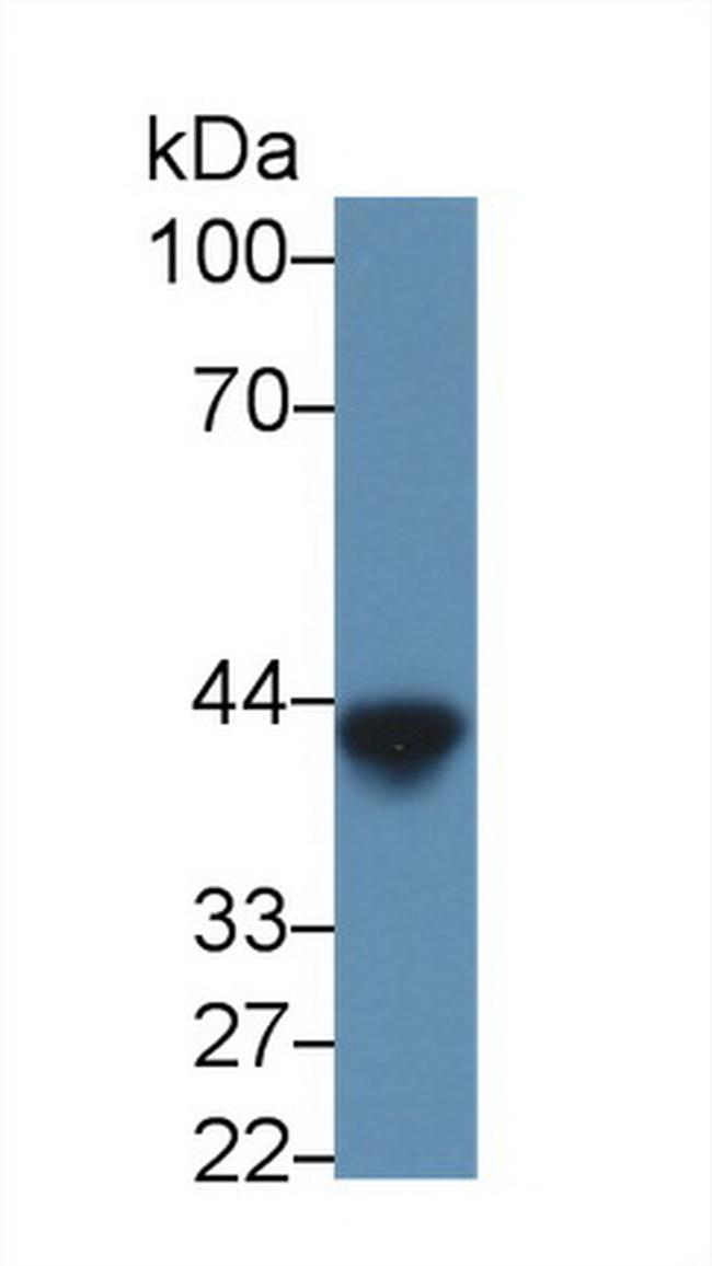 Ovalbumin Antibody in Western Blot (WB)