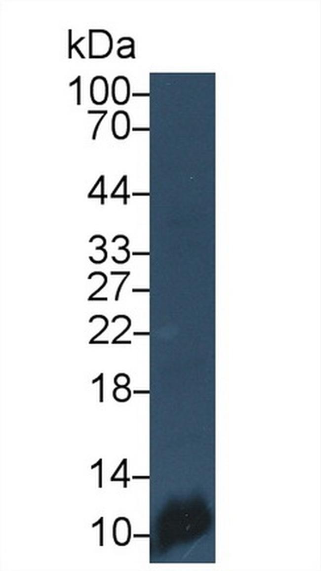 PF4 Antibody in Western Blot (WB)