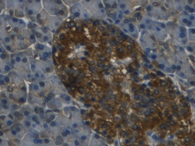 REG3G Antibody in Immunohistochemistry (Paraffin) (IHC (P))