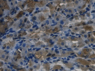 REG3G Antibody in Immunohistochemistry (Paraffin) (IHC (P))