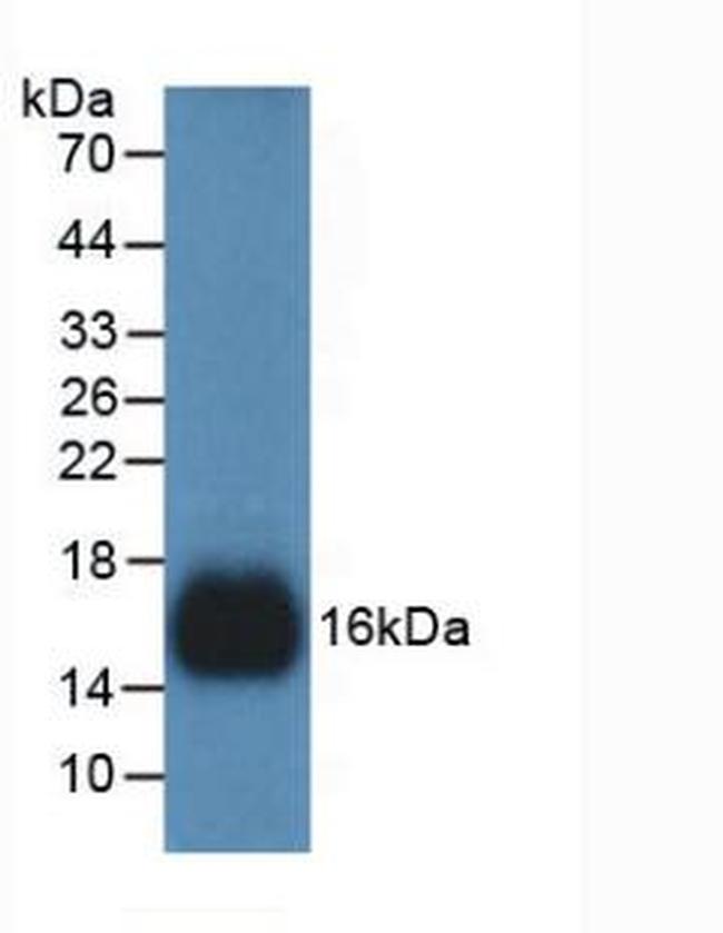 REG3G Antibody in Western Blot (WB)