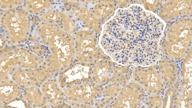 Renalase Antibody in Immunohistochemistry (Paraffin) (IHC (P))