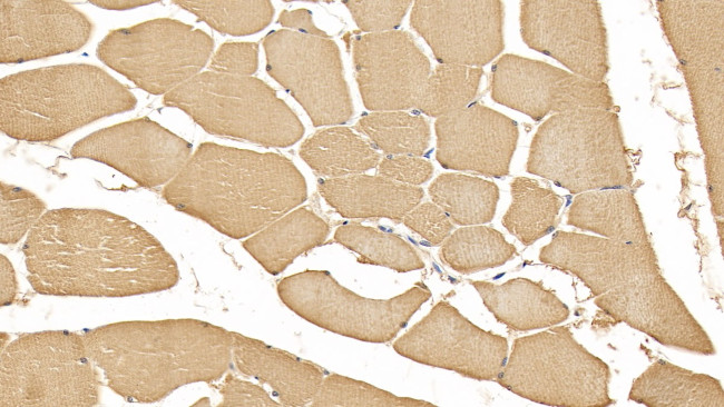 Renalase Antibody in Immunohistochemistry (Paraffin) (IHC (P))