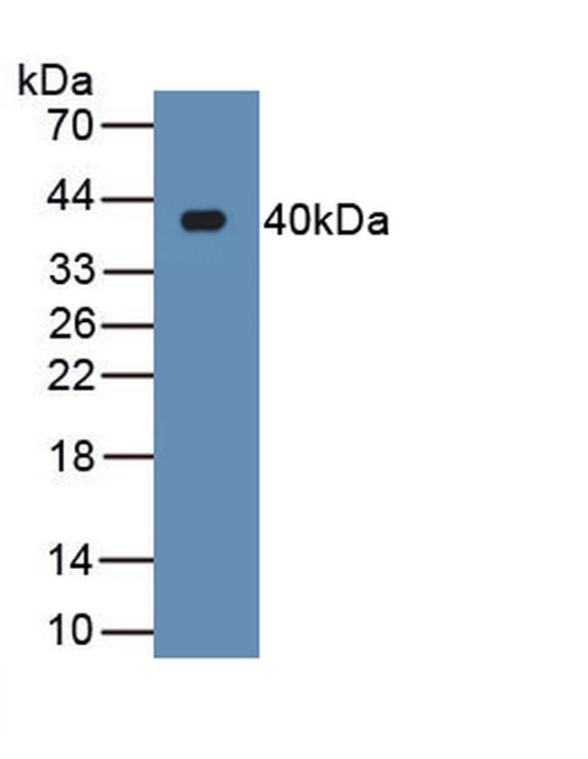 Renalase Antibody in Western Blot (WB)