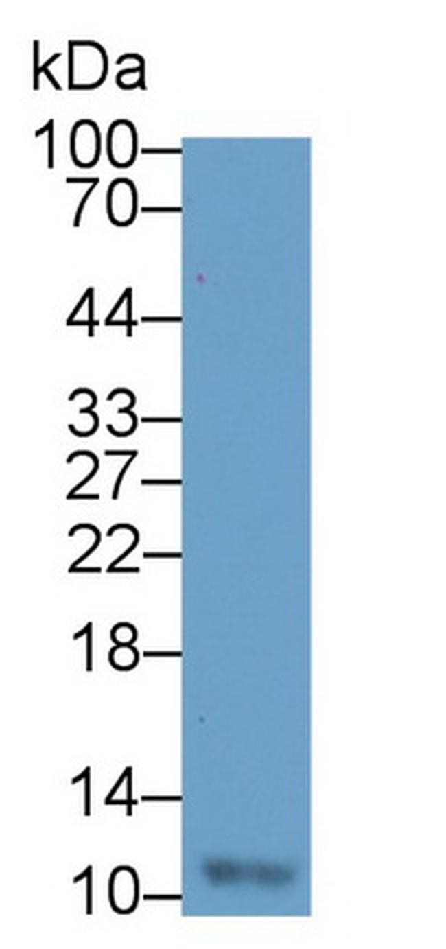 Resistin Antibody in Western Blot (WB)