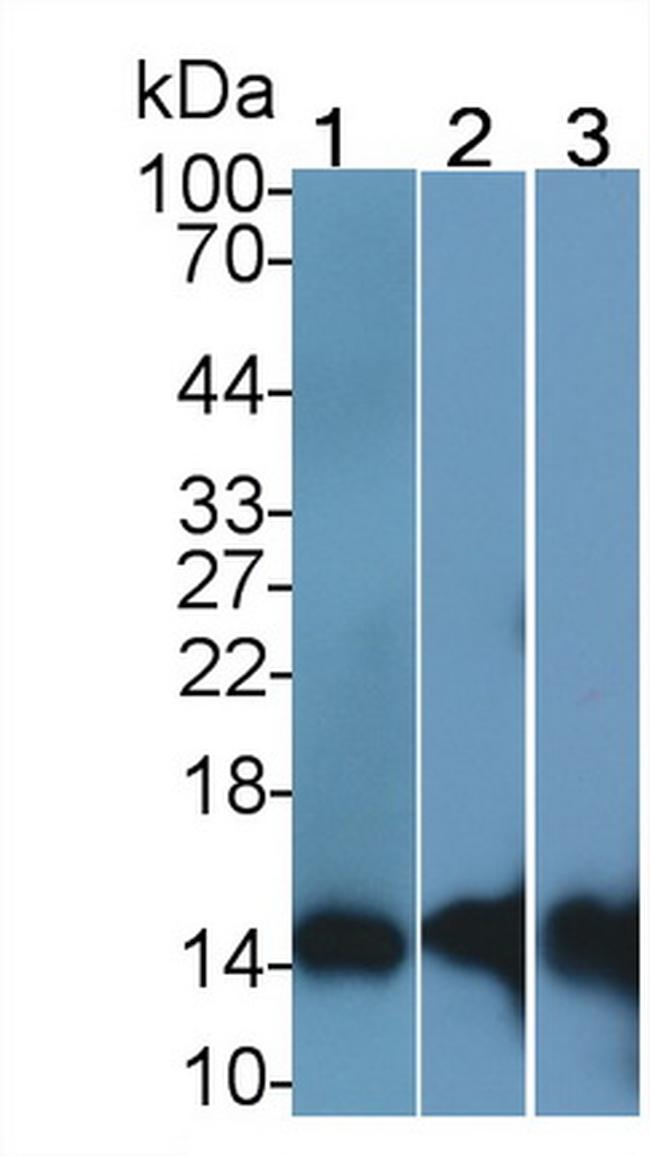 S100A9 Antibody in Western Blot (WB)