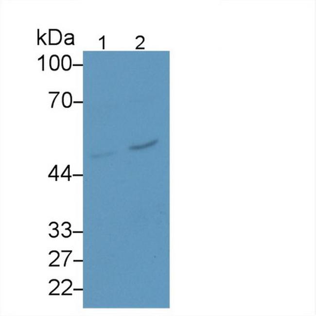 SERPINB4 Antibody in Western Blot (WB)