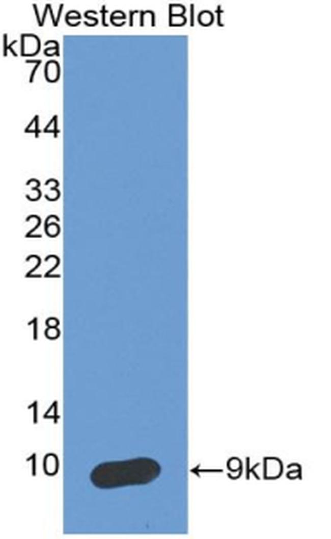 SERPINB4 Antibody in Western Blot (WB)