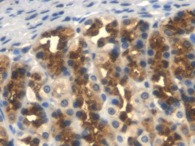 TFPI Antibody in Immunohistochemistry (Paraffin) (IHC (P))