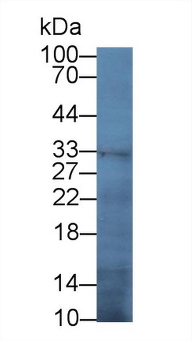 TFPI Antibody in Western Blot (WB)